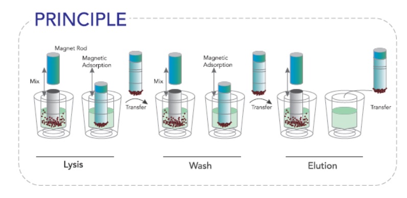 Automated Nucleic acid Extraction System