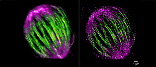 BioAxial-CODIM-Imaging3.jpg